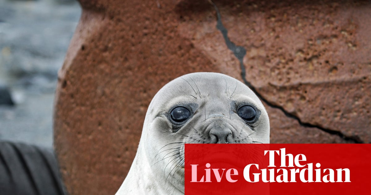Concerns Rise Over Highly Contagious H5 Bird Flu Strain Affecting Elephant Seals on Isolated Australian Island – Mirror Brief