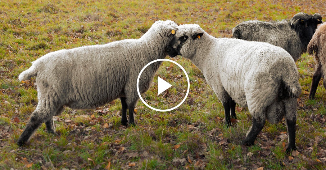 Farmer Saves LGBTQ+ Sheep and Produces Vibrant Rainbow Wool – Mirror Brief