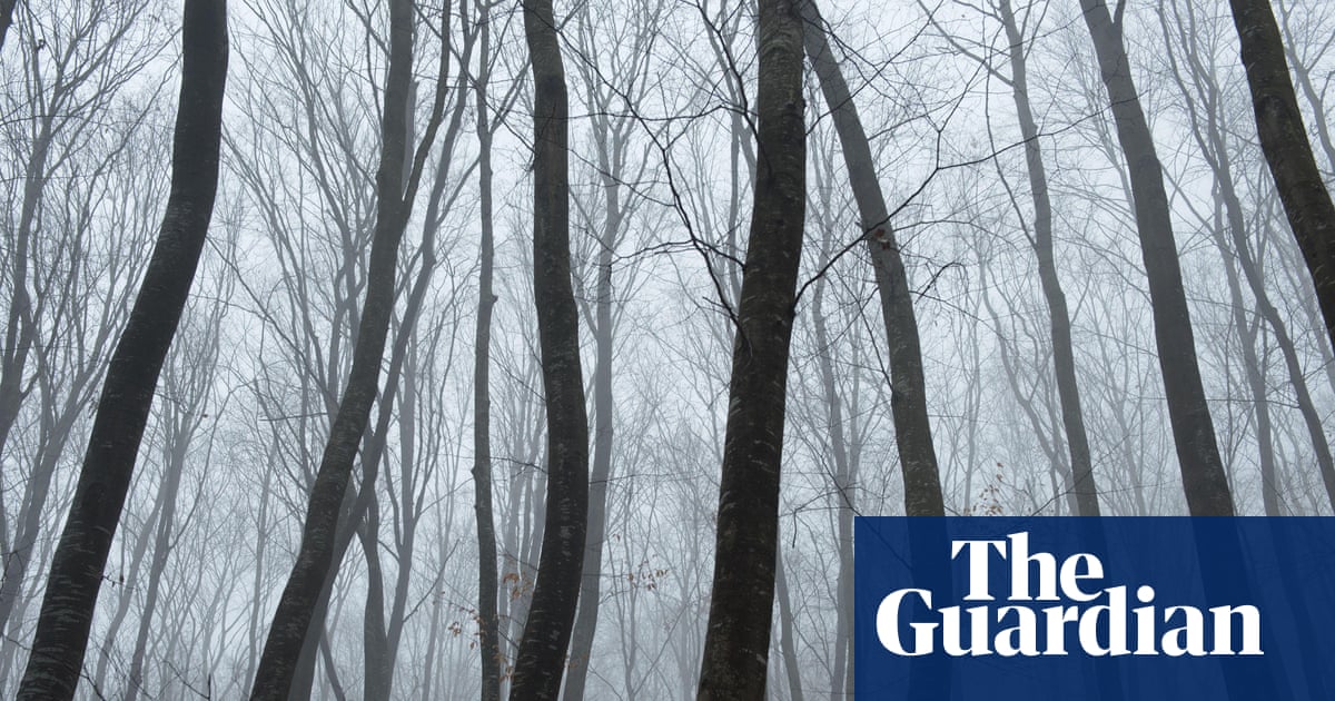 Gnarled Trees, UFO Sightings, and Haunting Tales – Mirror Brief